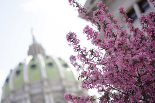 Spring blossoms in Harrisburg, PA.  Capitol dome blurred in background.  Shallow focus.