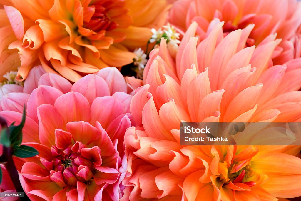 Background photo of Dahlia bulbs and flowers Floral background of autumn dahlias in local market Dahlia Stock Photo