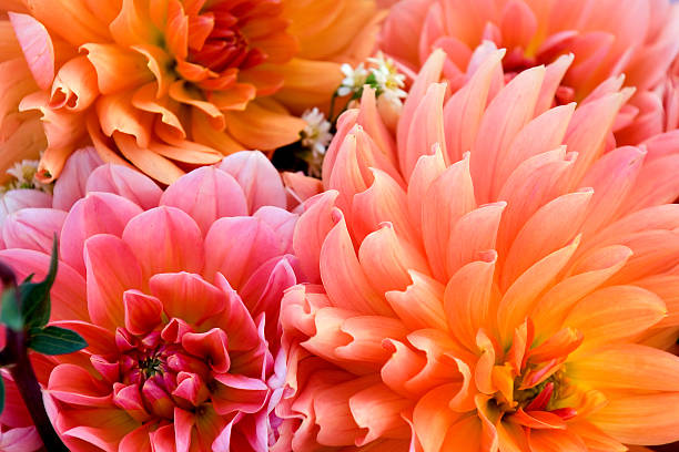 Background photo of Dahlia bulbs and flowers Floral background of autumn dahlias in local market august photos stock pictures, royalty-free photos & images