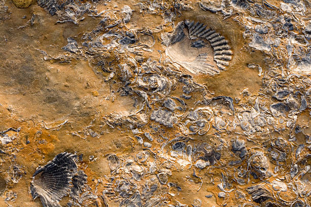 Rocks with embeded fossils in Whitby stock photo
