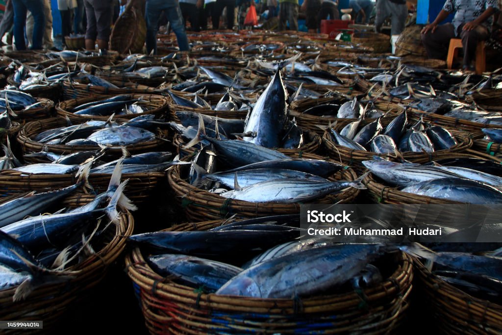 Collection of freshly caught fish above the fishmonger's basket Various types of whole fresh fish lying in baskets of Aceh marine catches ready to be marketed. Aceh Stock Photo