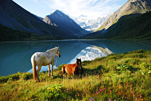 Mountain pasture, horses, lake Ak-kem, Altai, Russia