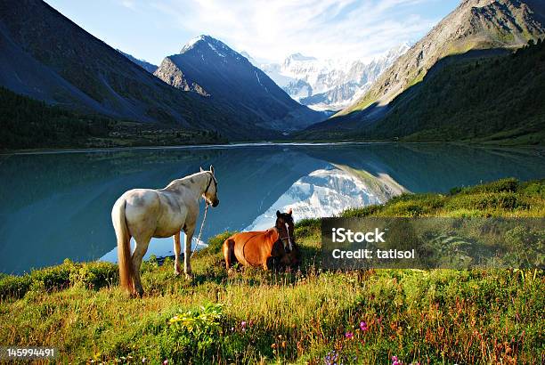 Mountain Pasture Stock Photo - Download Image Now - Autumn, Backgrounds, Bay Horse