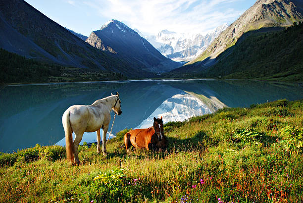 montanha pasture - horse inside of mountain snow - fotografias e filmes do acervo