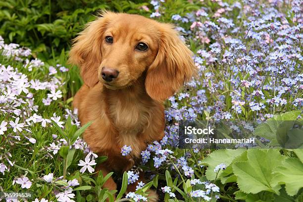 Dackel Welpe Stockfoto und mehr Bilder von Dackel - Dackel, Blume, Langes Haar