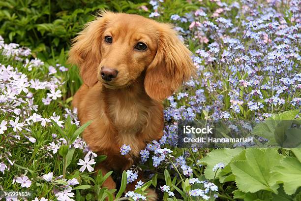 Photo libre de droit de Chiot Teckel banque d'images et plus d'images libres de droit de Teckel - Teckel, Cheveux longs, Fleur - Flore