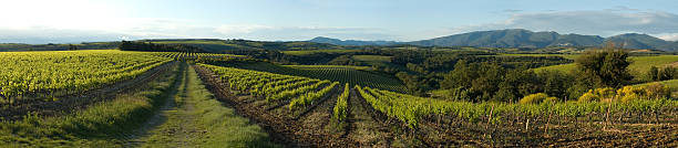 istock Panoramic - Field of vineyards 145994709