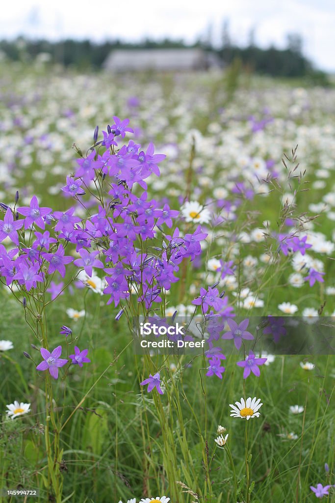 Bluebells - Photo de Beauté libre de droits