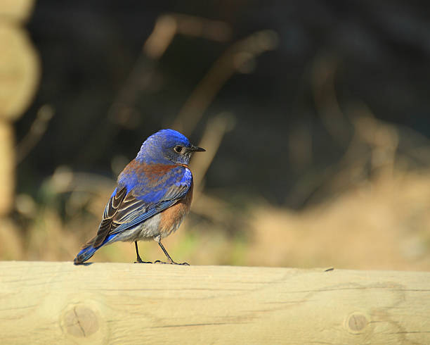 Bluebird on log