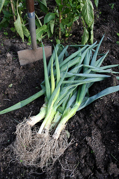 Spring onion harvest stock photo