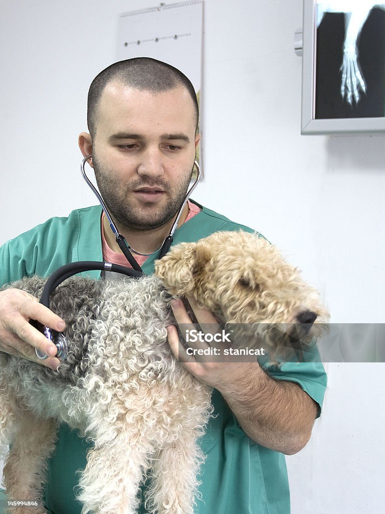 Médico veterinário. - Royalty-free Veterinário Foto de stock