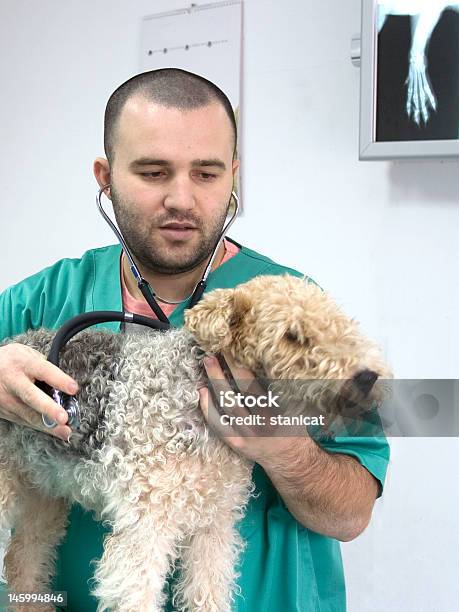 Médico Veterinário - Fotografias de stock e mais imagens de Veterinário - Veterinário, Escritório, Imagem de raios X