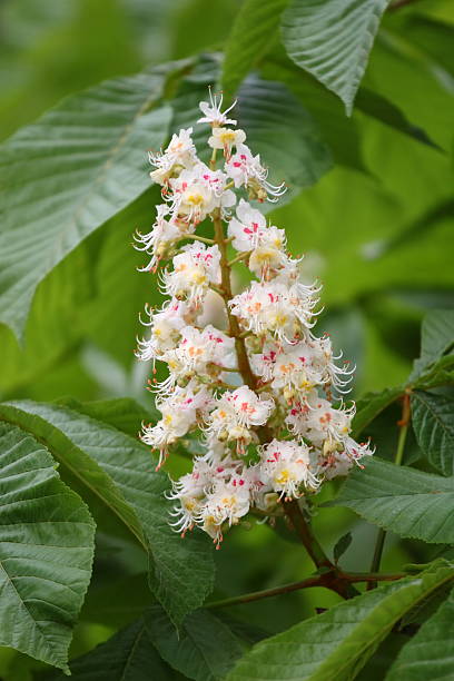 istock Blossom of horse chestnut tree 145994853