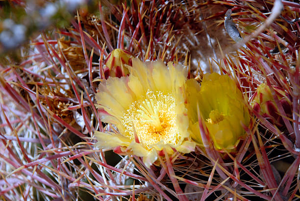 баррель цветок кактуса - desert flower california cactus стоковые фото и изображения