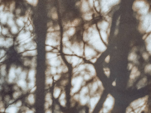 istock Dense tree shadows on a gray wall in a sunny day. Abstract blurry natural background. 1459949672