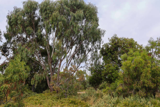 istock landscape of eucalyptus trees in bushland 1459951463