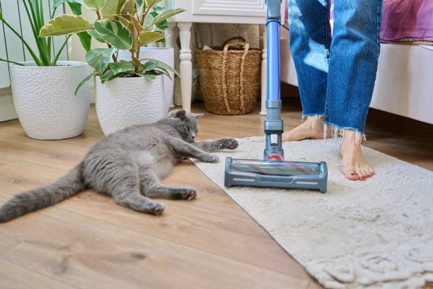 Cleaning house with vacuum cleaner, female with pet cat stock photo