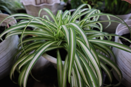 Chlorophytum comosum, usually called spider plant or common spider plant. it is a species of evergreen perennial flowering plant of the family Asparagaceae