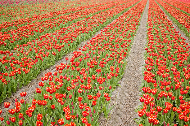 Red tilips pole – zdjęcie