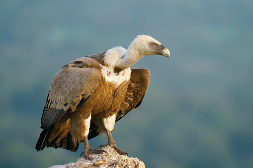 Closed up adult Himalayan griffon vulture, or the Himalayan vulture, uprisen angle view, side shot, spread wings and free flying over the agriculture field under the clear sky in nature of tropical climate, central Thailand.