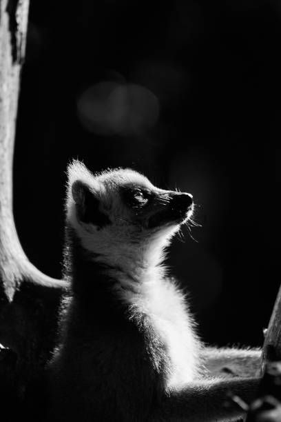 A black and white view of Ring-tailed lemur