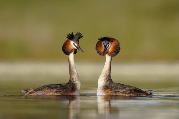 Great crested grebe courtship Podiceps cristatus great crested grebe stock pictures, royalty-free photos & images