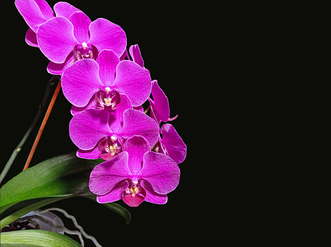 Photo of a magenta orchid on a dark background with space for text
