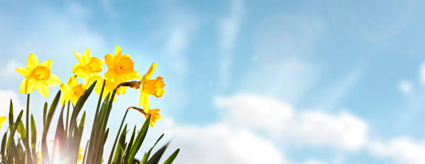 fond de fleurs printanières de jonquilles sur un ciel bleu clair - spring daffodil flower sky photos et images de collection