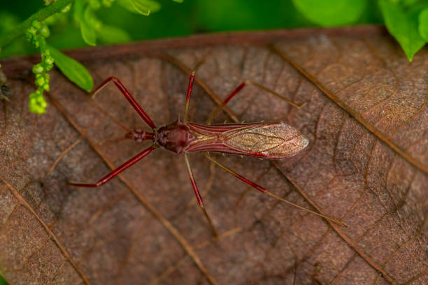 A closeup of a red bug on a leaf in the rainforest
