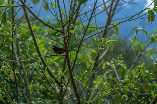 istock Bird on the tree in the forest. Bird in the nature. 1459955458