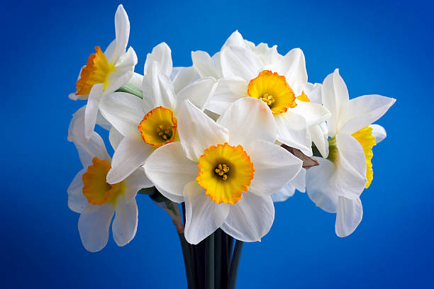 Narcissus. stock photo