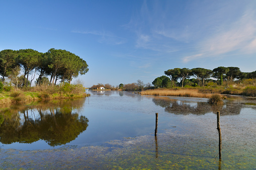 Late afternoon view of the San Vitale Pinewood near Ravenna in the Po River Delta Park. In the background, behind the small lagoon lies the sea