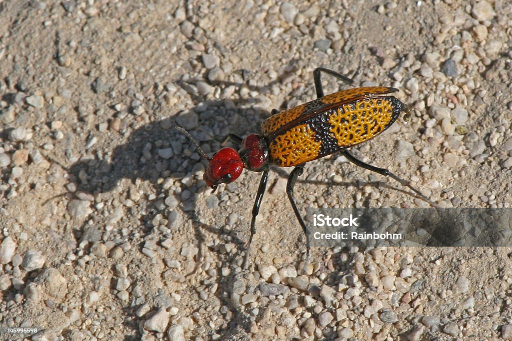Bolha beetle e Sombra - Foto de stock de Amarelo royalty-free