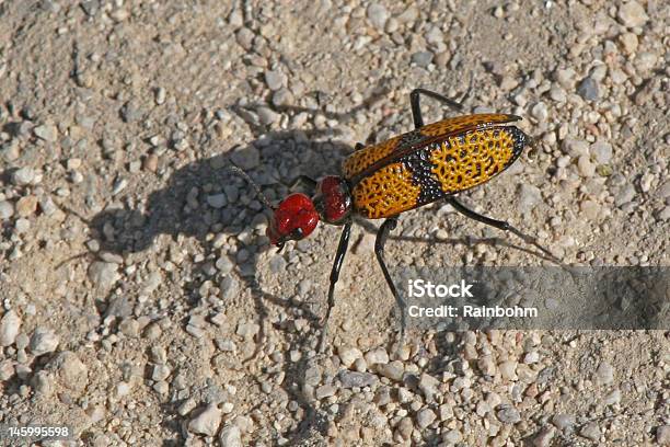 Foto de Bolha Beetle E Sombra e mais fotos de stock de Amarelo - Amarelo, Besouro, Bolha - Dano Físico