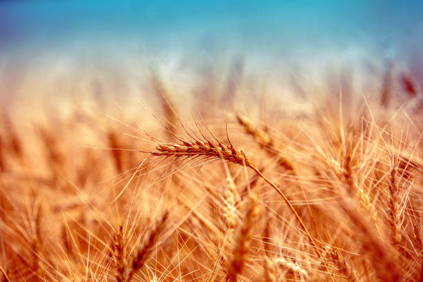 istock Golden wheat field at sunset. Beautiful nature 1459956078