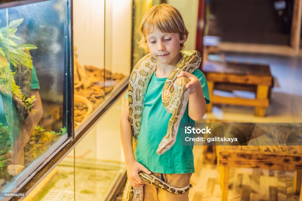 Boy Python Smiling Boy Holding Python In His Hands Stock Photo - Download Image ...