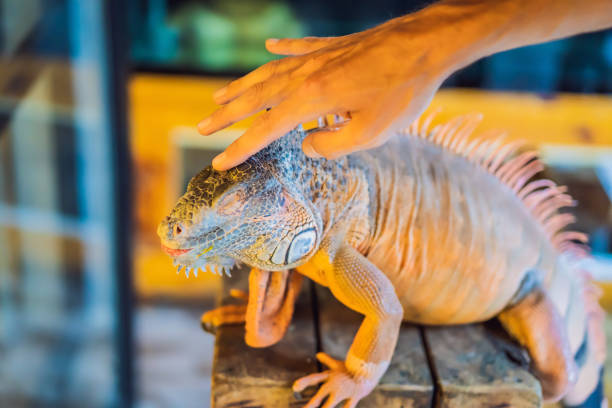 istock iguana- also known as Common iguana or American iguana, is a large, arboreal, mostly herbivorous species of lizard of the genus Iguana native to Central, South America 1459956295