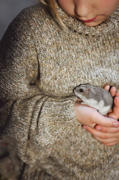 istock Child with a little dwarf hamster. 1459956501