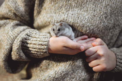 midsection of a little girl gently holding an adorable hamster in her hands.