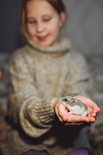 gray hamster sits on the girl's outstretched hands