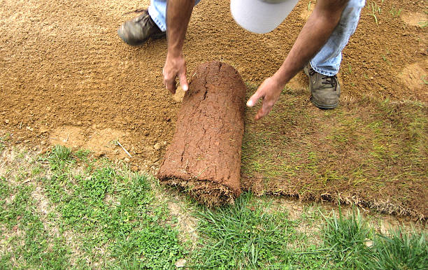 Rolling Sod stock photo