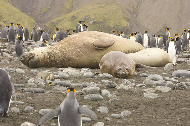 istock Elepant seals resting on the beach 145995736