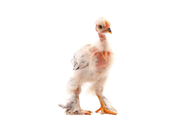 istock White naked neck chicken isolated on white 1459958169