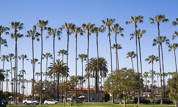 istock Tall Palm Trees of La Jolla 145995966