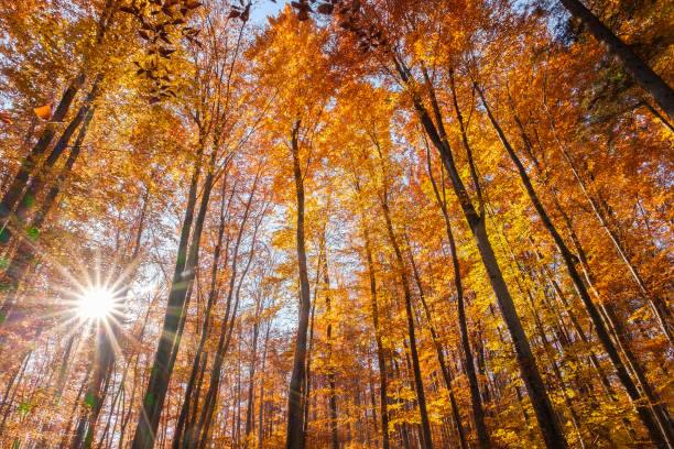 istock Autumn beech forest with sun rays among yellow leaves. Golden bright mystical mysterious landscape with fabulous trees. A journey through the forest. Beauty of nature. Natural background for design 1459959854