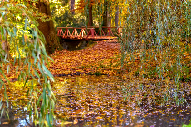 istock Autumn lake covered with dead leaves, floating on the surface, willow branches over the water, blurred red wooden bridge over the autumn river in the background. Beautiful romantic fall scenery 1459959938