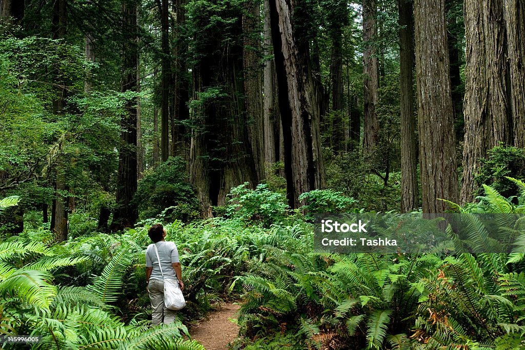 Mädchen im Wald - Lizenzfrei Sierra Club Stock-Foto