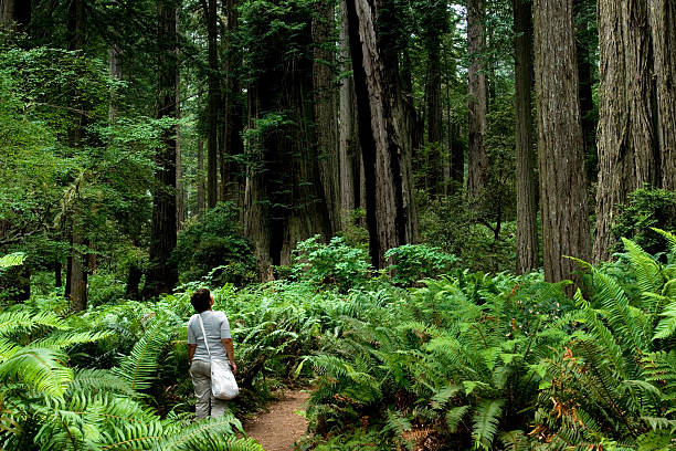 chica en el bosque - rainforest redwood sequoia footpath fotografías e imágenes de stock