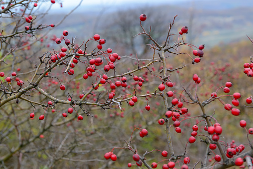 Natural rosehip fruit plant at Istanbul turkey