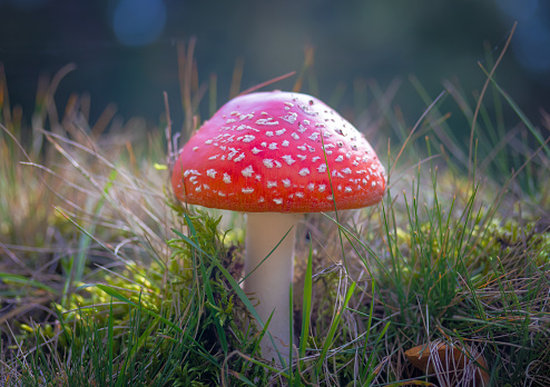 Red toadstool in the grass